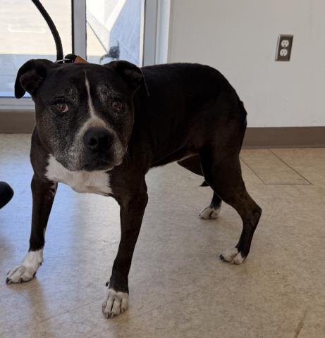 Shelter Stray Female Dog last seen , 957 N Gaffey St, San Pedro, CA 90731, USA