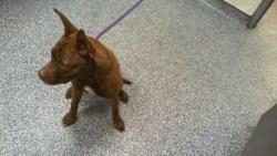 Shelter Stray Male Dog last seen CHARLOTTE, 8315 Byrum Dr, Charlotte, NC 28217, USA