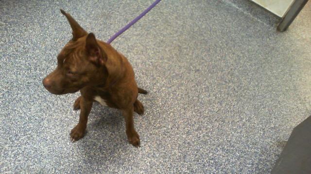 Shelter Stray Male Dog last seen CHARLOTTE, 8315 Byrum Dr, Charlotte, NC 28217, USA