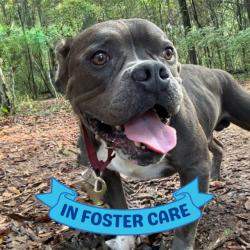 Shelter Stray Male Dog last seen Near BLOCK SUMMIT LAKE DR, TALLAHASSEE FL 32317, 1125 Easterwood Dr, Tallahassee, FL 32311, USA