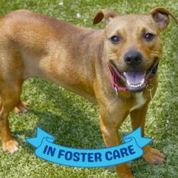 Shelter Stray Female Dog last seen Near BLOCK GEORGETOWN DR, TALLAHASSEE FL 32305, 1125 Easterwood Dr, Tallahassee, FL 32311, USA