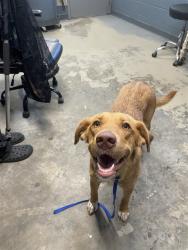 Shelter Stray Female Dog last seen Near BLOCK CAPITAL CIR SE, TALLAHASSEE FL 32301, 1125 Easterwood Dr, Tallahassee, FL 32311, USA