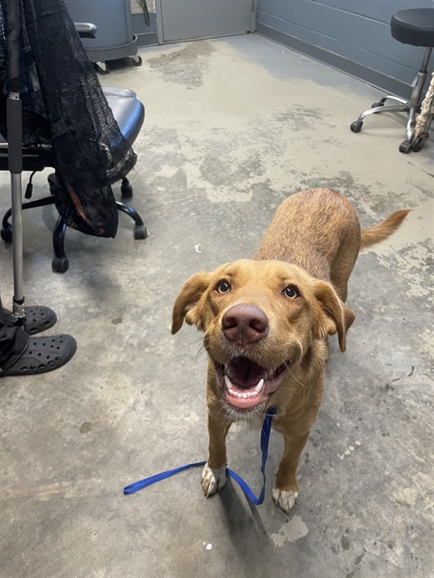 Shelter Stray Female Dog last seen Near BLOCK CAPITAL CIR SE, TALLAHASSEE FL 32301, 1125 Easterwood Dr, Tallahassee, FL 32311, USA