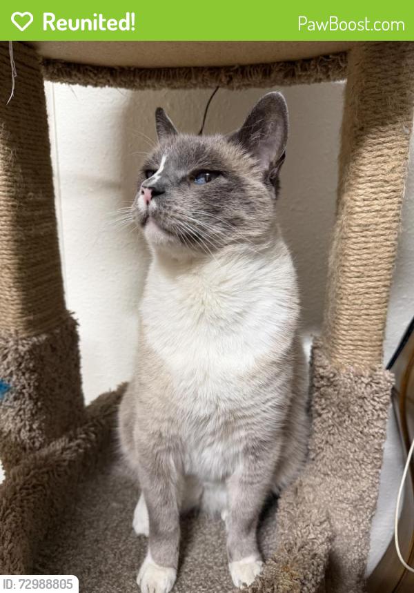 Reunited Male Cat last seen Near Felicia Way, Elk Grove, CA 95758, USA, Elk Grove, CA 95758