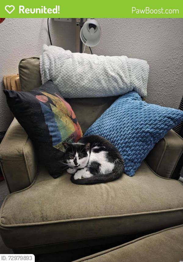 Reunited Female Cat last seen Evanston st, Independence, MO 64052