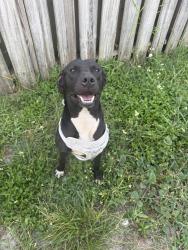 Found/Stray Male Dog last seen Was in the front yard, Margate, FL 33068