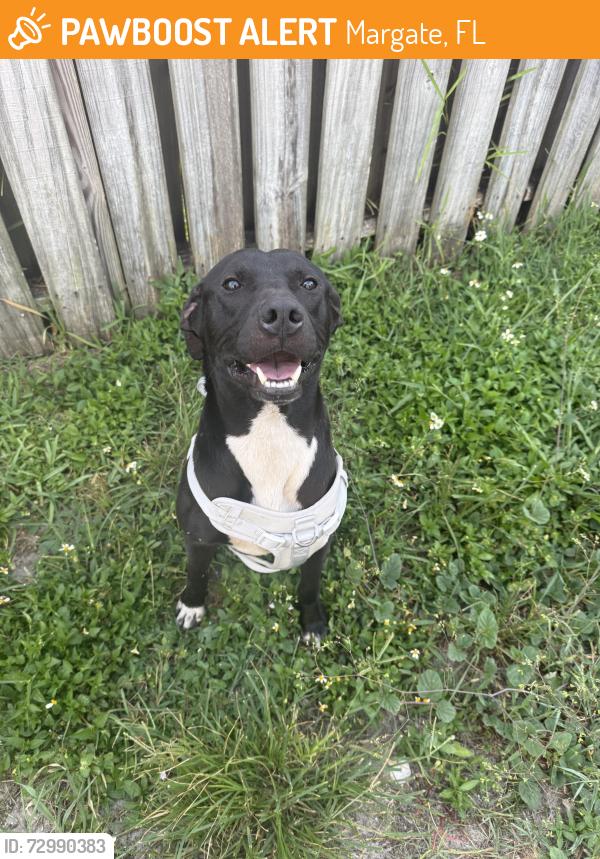 Found/Stray Male Dog last seen Was in the front yard , Margate, FL 33068