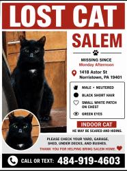 Lost Male Cat last seen Near Astor st norristown pa 19501 , Norristown, PA 19401