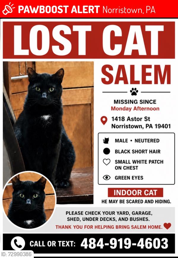Lost Male Cat last seen Near Astor st norristown pa 19501 , Norristown, PA 19401