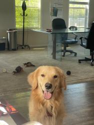 Reunited Male Dog last seen Beth rd & Boggy Creek rd, Orlando, FL 32824