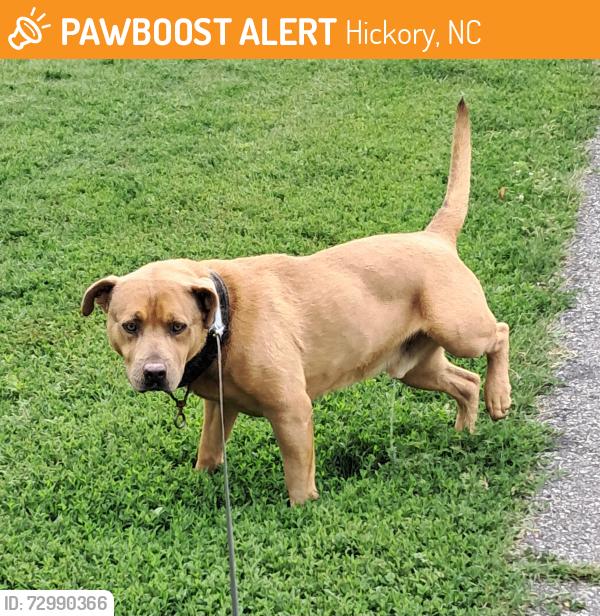 Found/Stray Male Dog last seen  Henry Fork River Park, Hickory, NC 28602