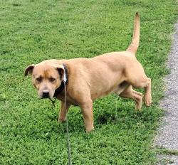 Found/Stray Male Dog last seen  Henry Fork River Park, Hickory, NC 28602