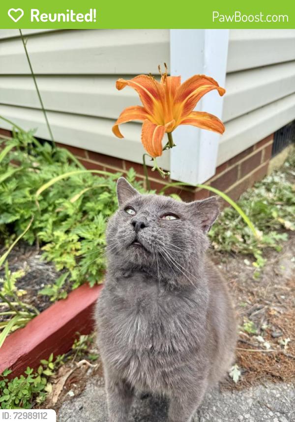 Reunited Male Cat last seen Hill St & Tipton St, Chesterfield County, VA 23834