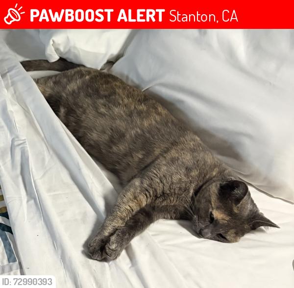 Lost Female Cat last seen Orangewood and Beach neighborhood. Near Hopi road., Stanton, CA 90680