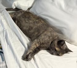 Lost Female Cat last seen Orangewood and Beach neighborhood. Near Hopi road., Stanton, CA 90680