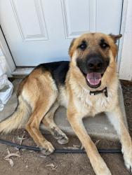 Found/Stray Male Dog last seen Multiview dr & gavillan rd, Perris, CA 92570