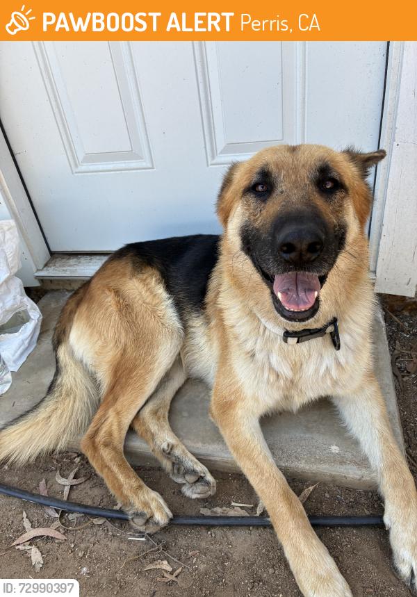 Found/Stray Male Dog last seen Multiview dr & gavillan rd, Perris, CA 92570