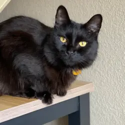 Lost Male Cat last seen Near Cirque and 83rd in University Place, WA, Tacoma, WA 98467