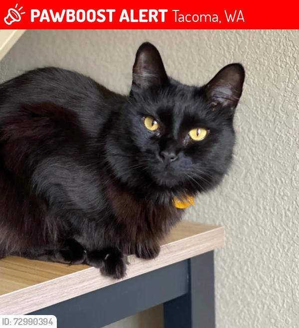 Lost Male Cat last seen Near Cirque and 83rd in University Place, WA, Tacoma, WA 98467
