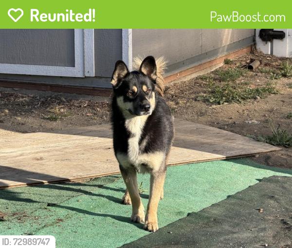 Reunited Male Dog last seen Near Lost Canyon Rd, Santa Clarita, CA 91387, USA, Santa Clarita, CA 91387