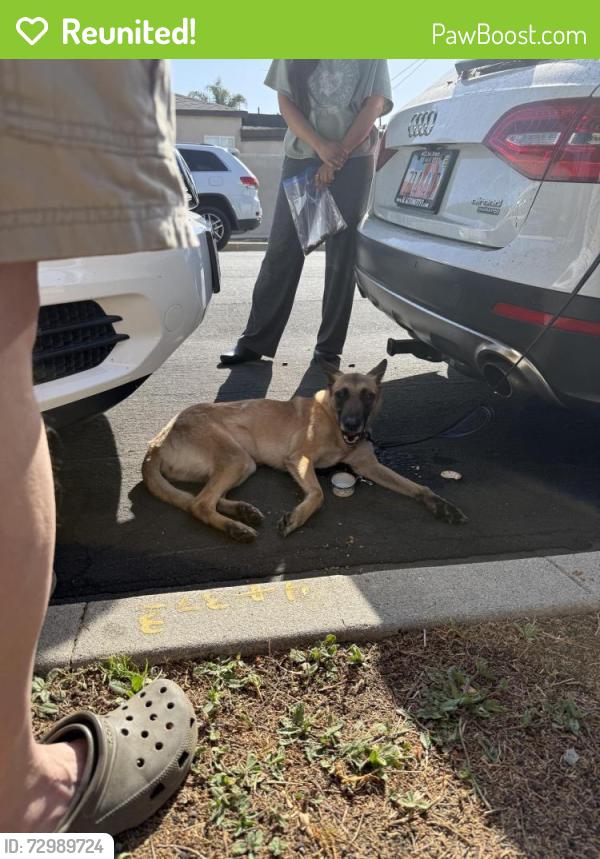 Reunited Female Dog last seen Gilmore Ave/ Mascagni, Los Angeles, CA 90066
