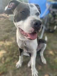 Reunited Female Dog last seen Grove Dr & Woodmere, Sanford, FL 32773