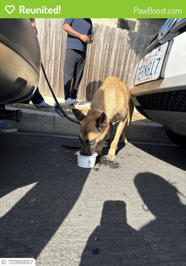 Reunited Female Dog last seen Gilmore ave mascagni , Los Angeles, CA 90066