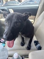 Reunited Unknown Dog last seen Near FM 1960 at Walmart Super Center, Houston, TX 77068