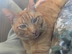 Reunited Male Cat last seen in subdivision behind Shooters, Salem Lakes, WI 53168