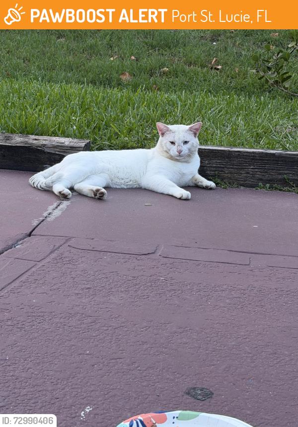 Found/Stray Male Cat last seen Floresta Dr, Port St. Lucie, FL 34986