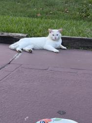 Found/Stray Male Cat last seen Floresta Dr, Port St. Lucie, FL 34986