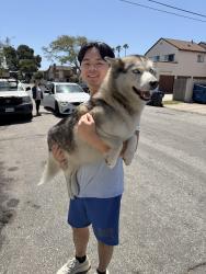 Reunited Unknown Dog last seen Larson Avenue & Monroe - Garden Grove , Garden Grove, CA 92844