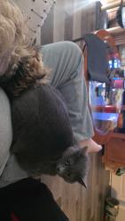 Reunited Female Cat last seen State road b and brouk drive, Cedar Hill, MO 63016