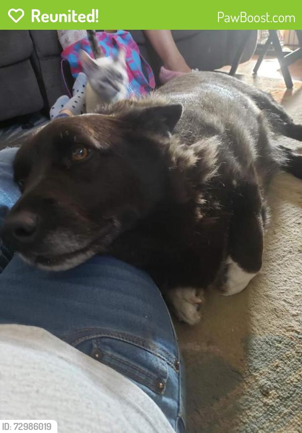 Reunited Male Dog last seen Hart ranch rd West and neck yoke rd Rapid City SD , Mount Rushmore, SD 57702