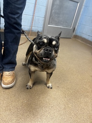Shelter Stray Female Dog last seen Near Barone Ave NE, Atlanta, GA 30329, 30329, GA, 3280 Chamblee Dunwoody Rd, Chamblee, GA 30341, USA
