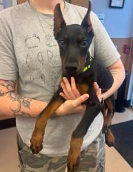 Shelter Stray Male Dog last seen Near Anvil Block Rd, Ellenwood, GA 30294, 30294, GA, 3280 Chamblee Dunwoody Rd, Chamblee, GA 30341, USA