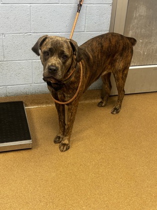 Shelter Stray Female Dog last seen Near Old River Road 30294, 30294, GA, 3280 Chamblee Dunwoody Rd, Chamblee, GA 30341, USA