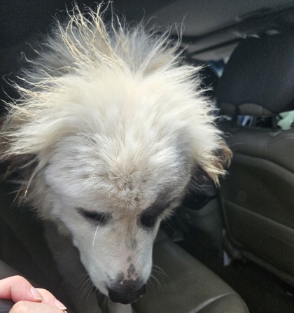 Shelter Stray Unknown Dog last seen Near Shallowford Rd NE, Atlanta, GA 30341, 30341, GA, 3280 Chamblee Dunwoody Rd, Chamblee, GA 30341, USA