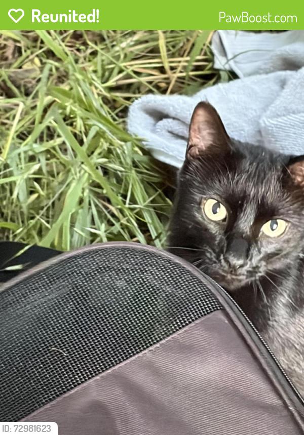 Reunited Male Cat last seen Shaw Nature Reserve, Gray Summit, MO 63039