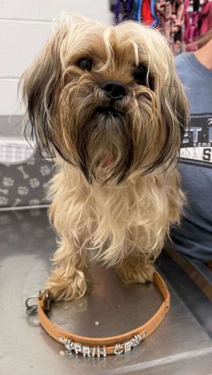 Shelter Stray Male Dog last seen Near Brooklyn Ave, 64132, MO, 7077 Elmwood Ave, Kansas City, MO 64132, USA