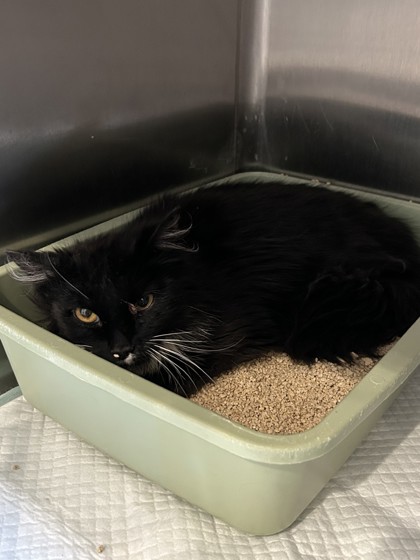 Shelter Stray Unknown Cat last seen Scenic Dr & Eastside Hwy, Stevensville, MT, 262 Fairgrounds Rd, Hamilton, MT 59840, USA