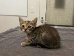 Shelter Stray Female Cat last seen 59th and Forest, 64110, MO, 7077 Elmwood Ave, Kansas City, MO 64132, USA