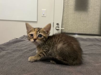 Shelter Stray Female Cat last seen 59th and Forest, 64110, MO, 7077 Elmwood Ave, Kansas City, MO 64132, USA