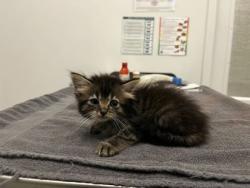 Shelter Stray Female Cat last seen 59th and Forest, 64110, MO, 7077 Elmwood Ave, Kansas City, MO 64132, USA