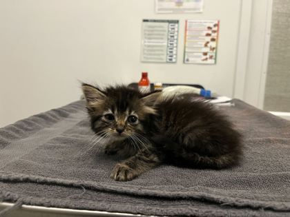 Shelter Stray Female Cat last seen 59th and Forest, 64110, MO, 7077 Elmwood Ave, Kansas City, MO 64132, USA