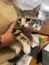 Shelter Stray Female Cat last seen across from Rodeo Center Baptist church, 75149, TX, 1650 Gross Rd, Mesquite, TX 75149, USA