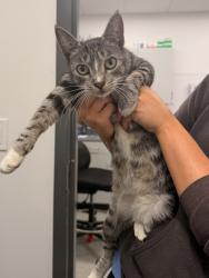 Shelter Stray Male Cat last seen Near St Clair, 5th District, , 9203 Detroit Ave, Cleveland, OH 44102, USA