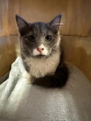 Shelter Stray Male Cat last seen Near Fm, COUNTY of El Paso, TX, 5001 Fred Wilson Ave, El Paso, TX 79906, USA