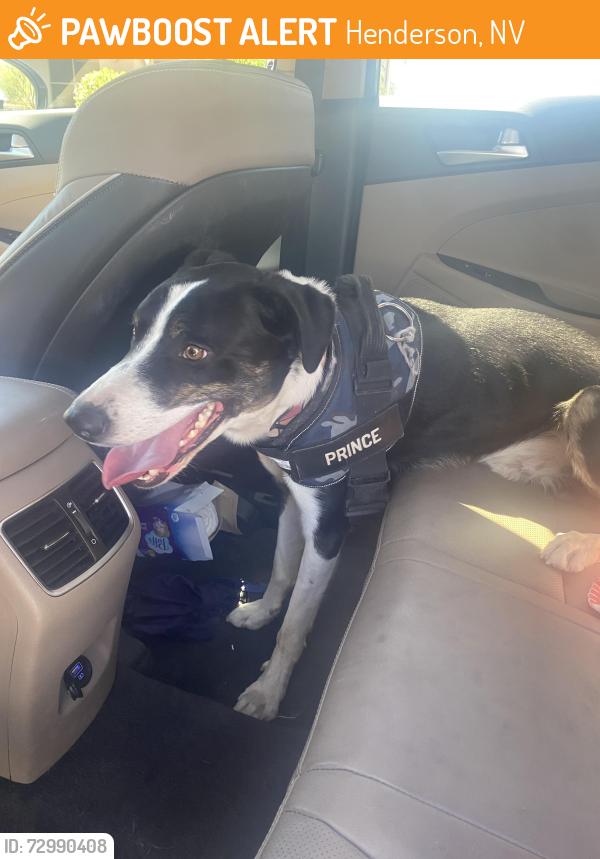 Found/Stray Unknown Dog last seen St. Rose, Henderson, NV 89052