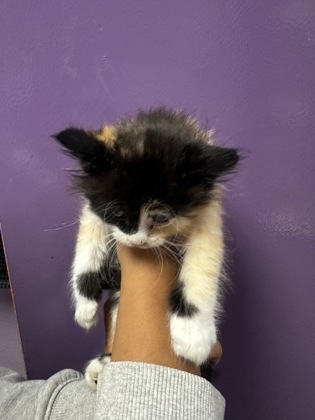 Shelter Stray Female Cat last seen Near TITAN, CITY of El Paso, TX, 5001 Fred Wilson Ave, El Paso, TX 79906, USA